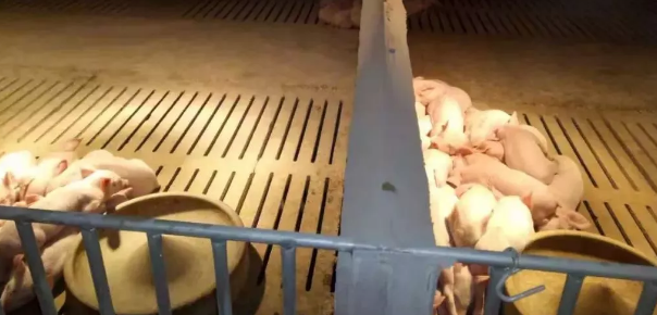 豬舍空氣能采暖好！溫度恒定，省錢(qián)省人工，手機(jī)能監(jiān)控